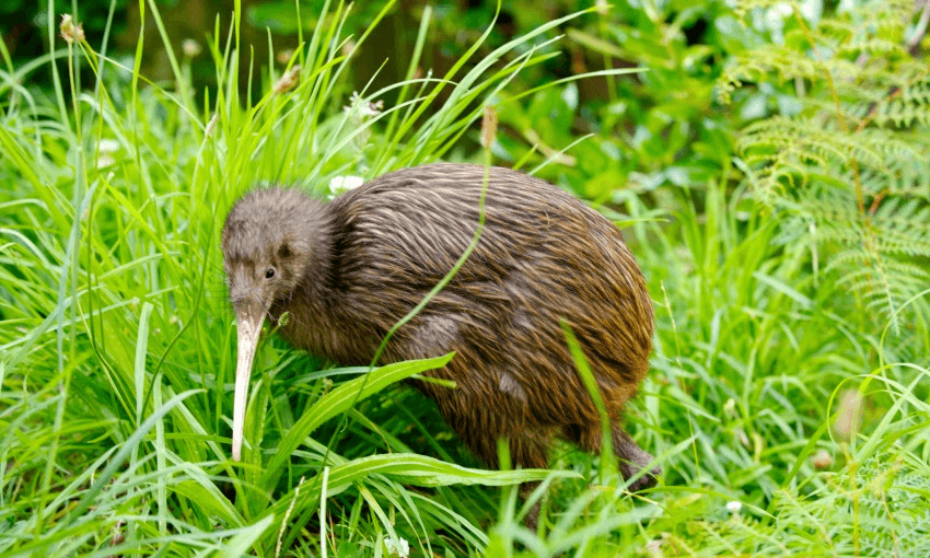 A kiwi in NZ (Photo: Getty Images) 
