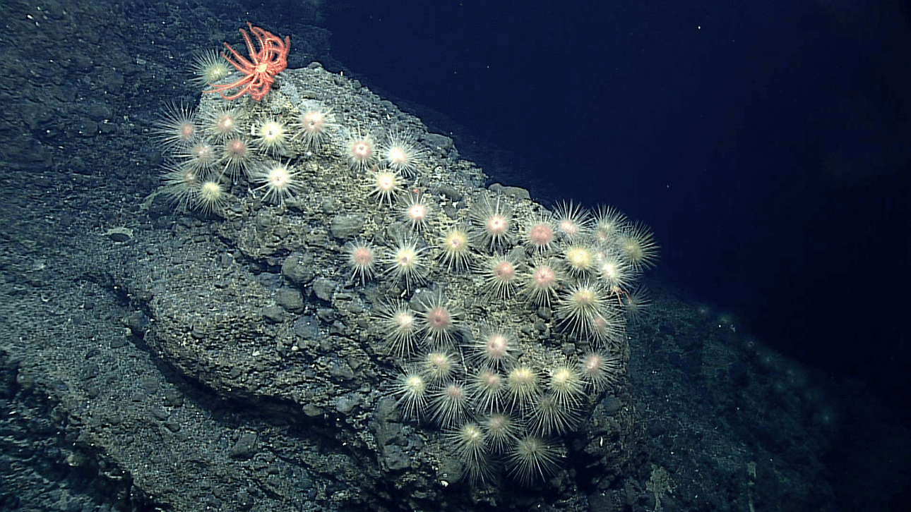dark water and some weird spiky underwater animals clinging to a rock