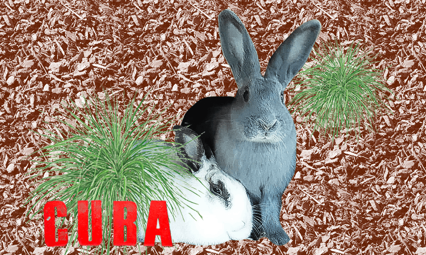 Nixie and Oscar (Image: Archi Banal) 
