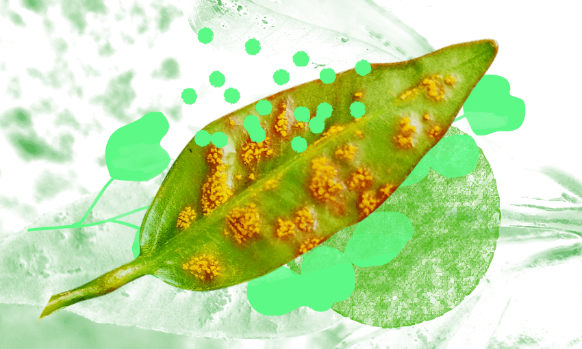 An infected juvenile pōhutukawa leaf (Photo: Peter de Lange / Design: Archi Banal) 

