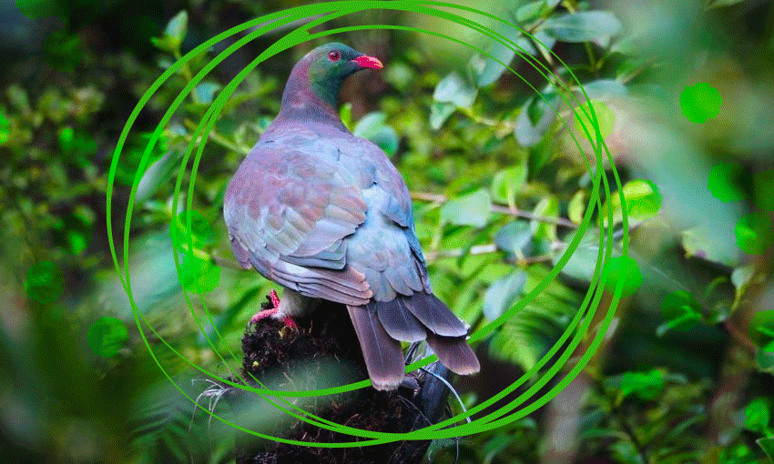 A kererū in the backyard. (Photo: Ellen Rykers)