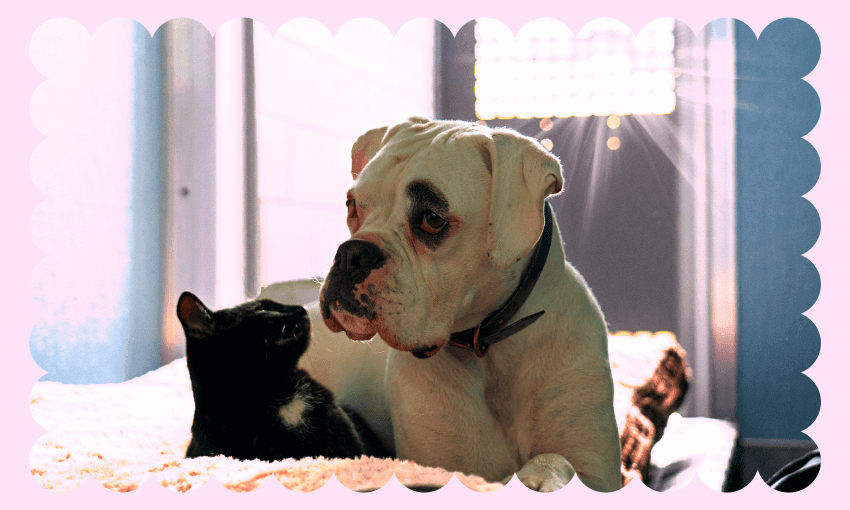 ‘It can happen to absolutely anyone': A day in the life of a Pet Refuge caseworker
