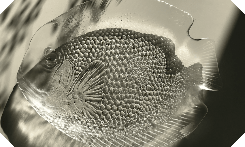 The Arcoroc fish plate bathing in sunlight. (Image: Charlotte Muru-Lanning) 

