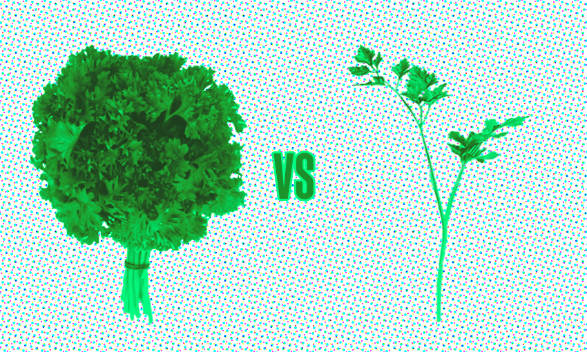 Curly abundance versus spindly cool (Image: Archi Banal)