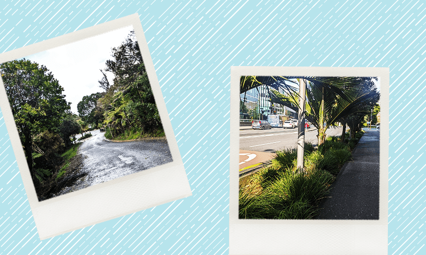 two polaroid type photos on a rainy background, one of a garden by a busy street and another of plants and trees lining a gently winding road in west Auckland