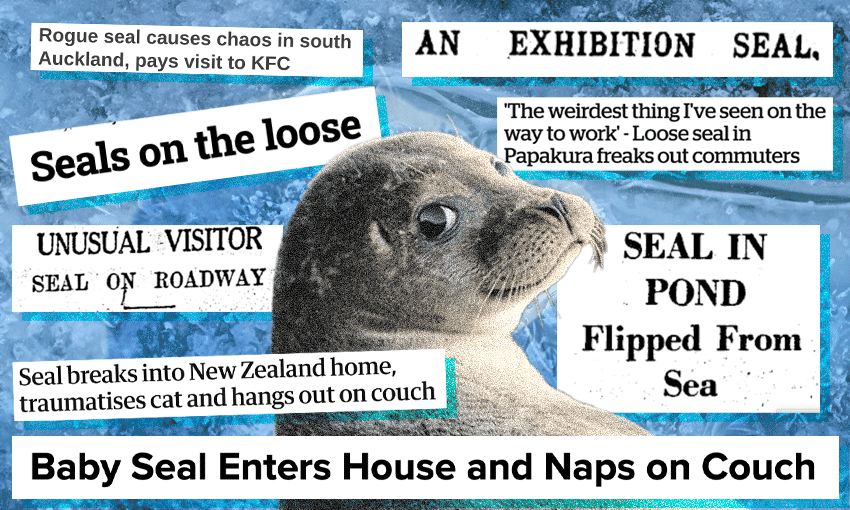 An all-knowing silly seal. Image: Tina Tiller 
