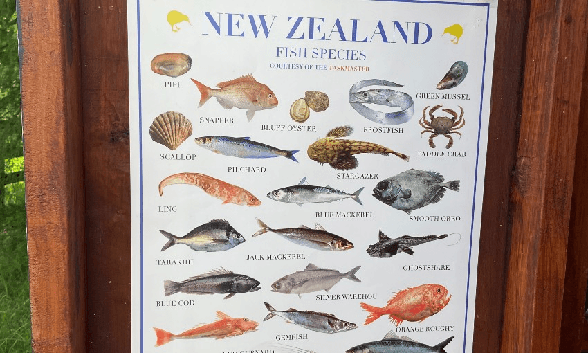 The famous fish poster in the shed