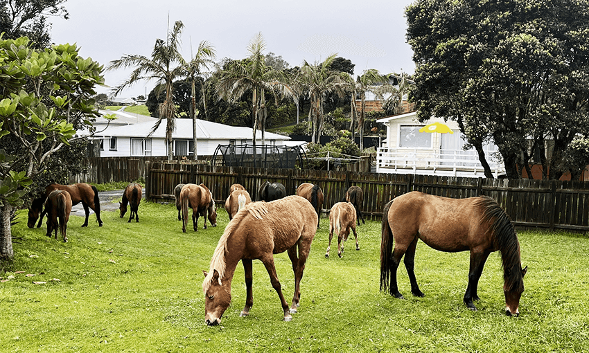 Rural Americans might have 30-50 wild hogs, but Ahipara locals have 12-15 wild horses. (Photo: Steve Collier)
