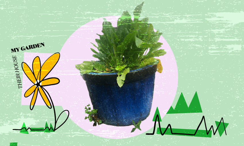 Their house, my garden: Growing things in pots