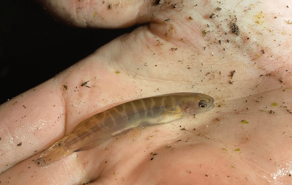 a hand with a stribey little brown fish on in