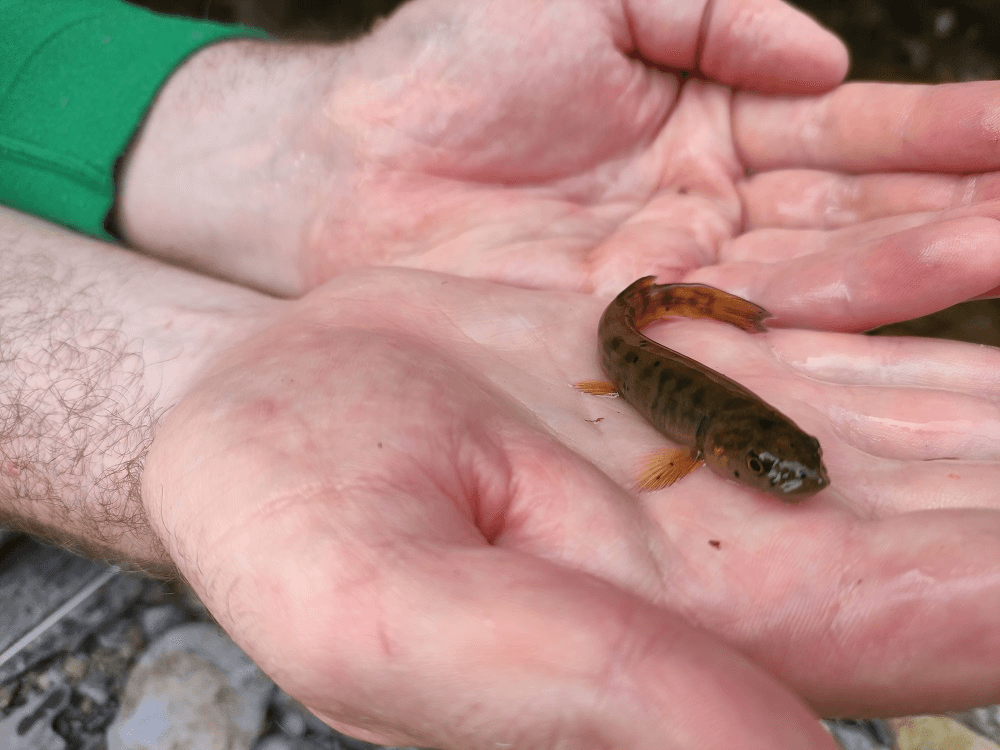 two hands holding a fish with long strong fins for going up streams