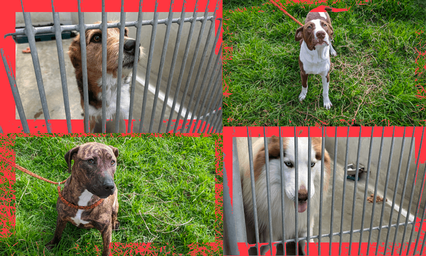 Some of the dogs waiting for adoption (Images: Rachel Judkins) 
