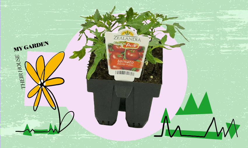 Their house, my garden: Seeds are revolutionary, but seedlings will do