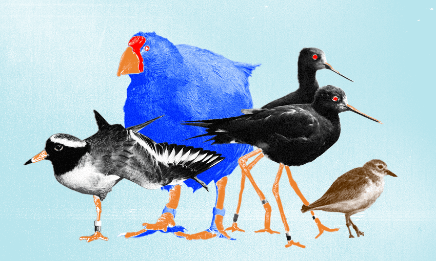 Bird of the Century voting closes on Sunday 12 November at 5pm. (Image: Archi Banal) 
