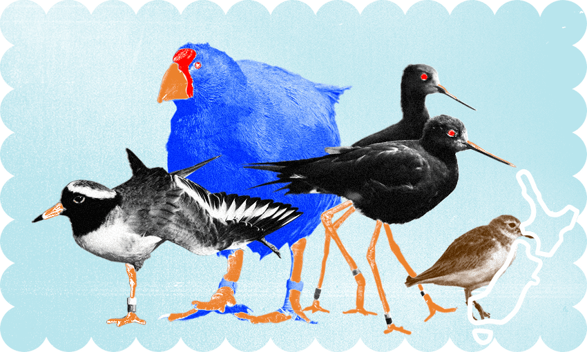 Bird of the Century voting closes on Sunday 12 November at 5pm. (Image: Archi Banal)