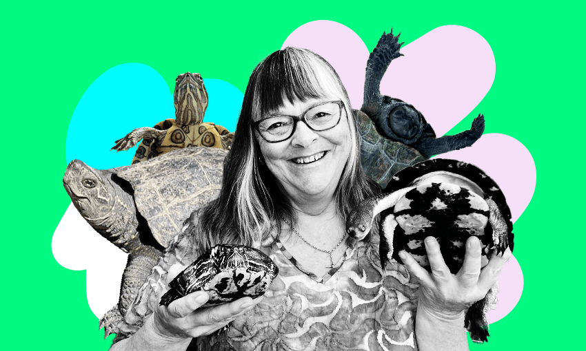 Meet Christchurch’s legendary turtle rescuer The Spinoff