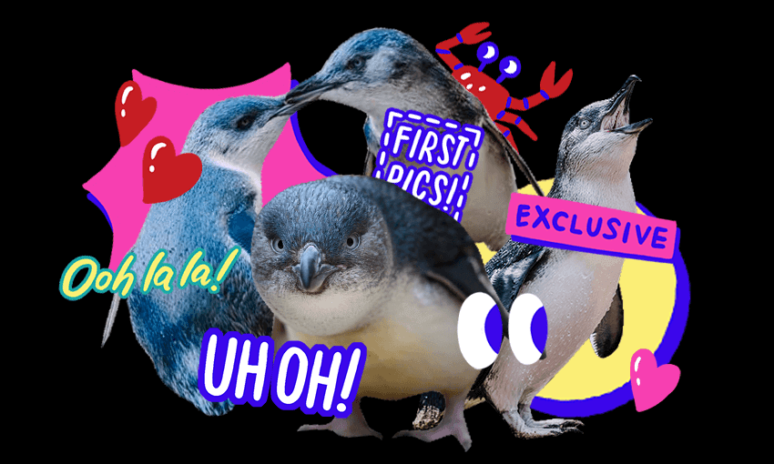 Some of the residents of Penguin Cove at the National Aquarium in Napier (Image: Archi Banal)