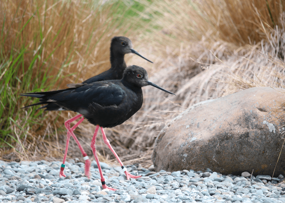 Kakī legs: the same colour as Cane’s red card.