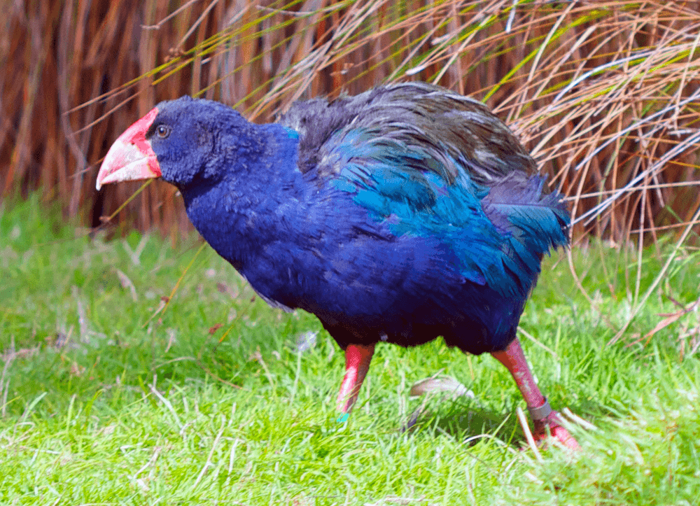 Takahē, New Zealand's fattest biggest flightless bird.