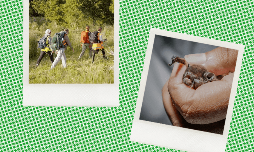 Photos of the Bat Team in action: Asia Martusia King / Aotearoa Science Agency 
