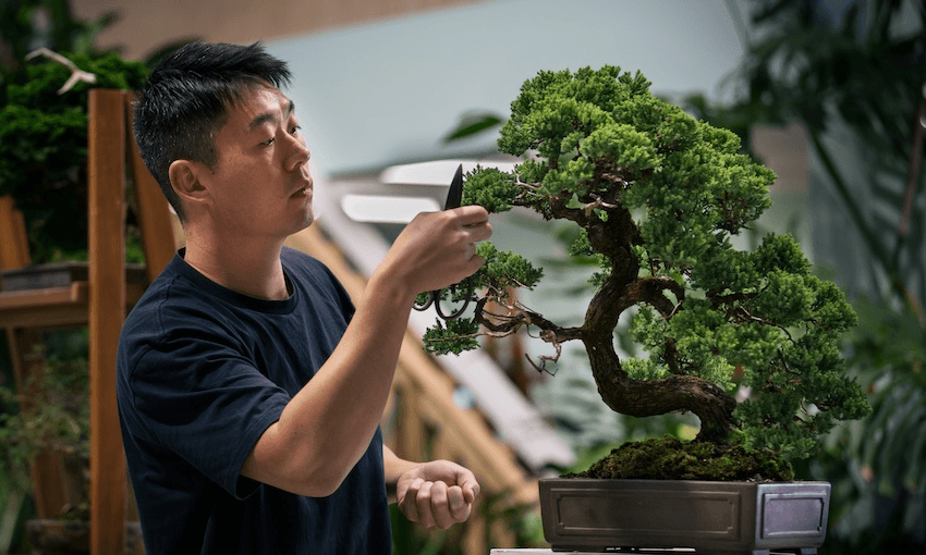 Steven Yin of MiniGardens Bonsai (Photo: Celeste Fontein)