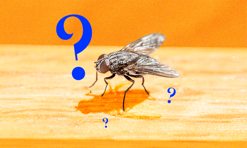 an orange background wwith a black housefly surrounded by blue question marks
