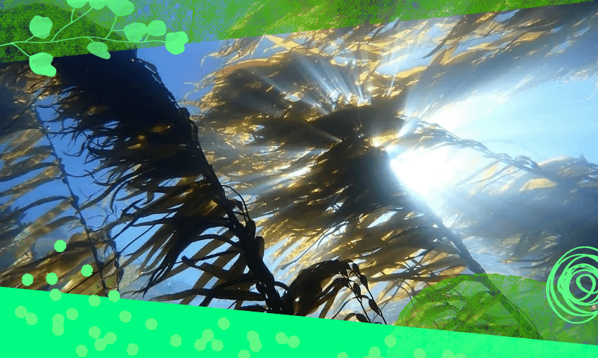 Giant kelp (Macrocystis pyrifera). (Photo: Luca Davenport-Thomas via iNaturalist NZ (CC BY-NC 4.0)) 
