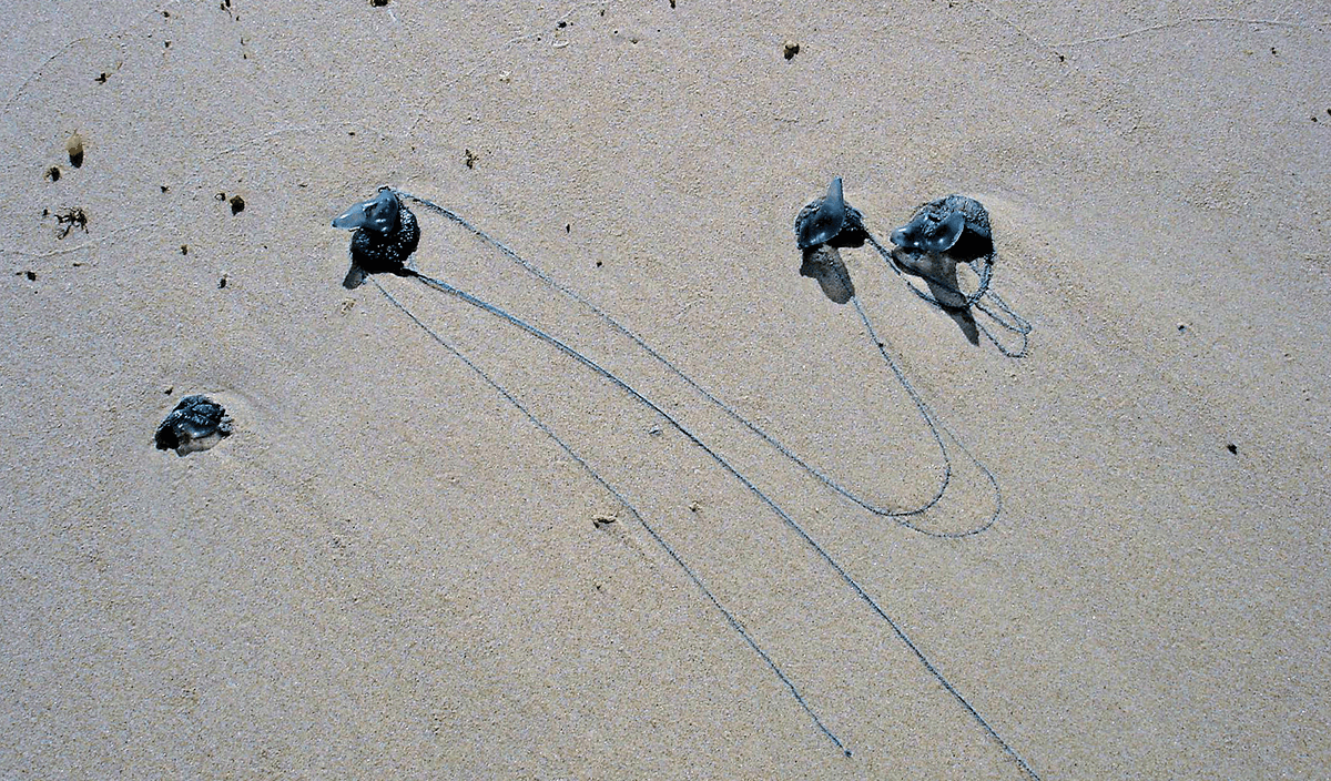 bluebottles washed up on beach