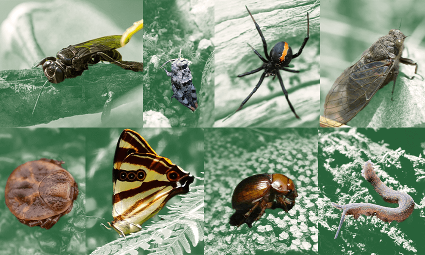 Bugs (Photos: Supplied / Image: Tina Tiller) 
