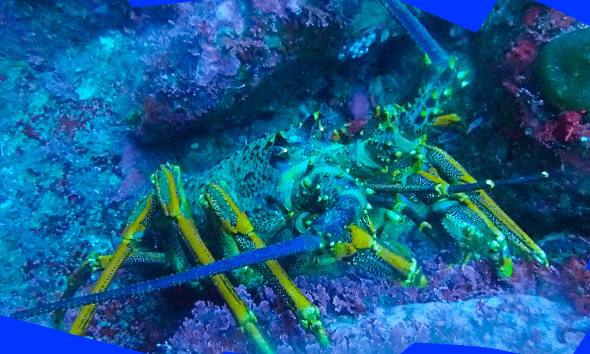 Kōura love rocky reefs. Photo: Benn Hanns.