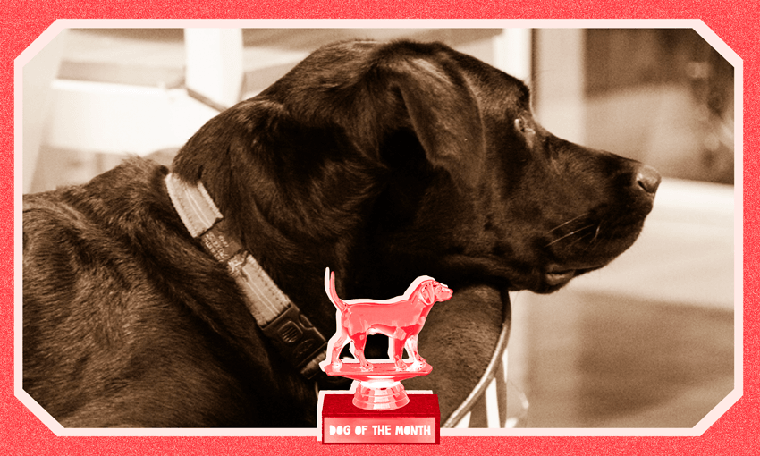 Sophie, February’s dog of the month 
