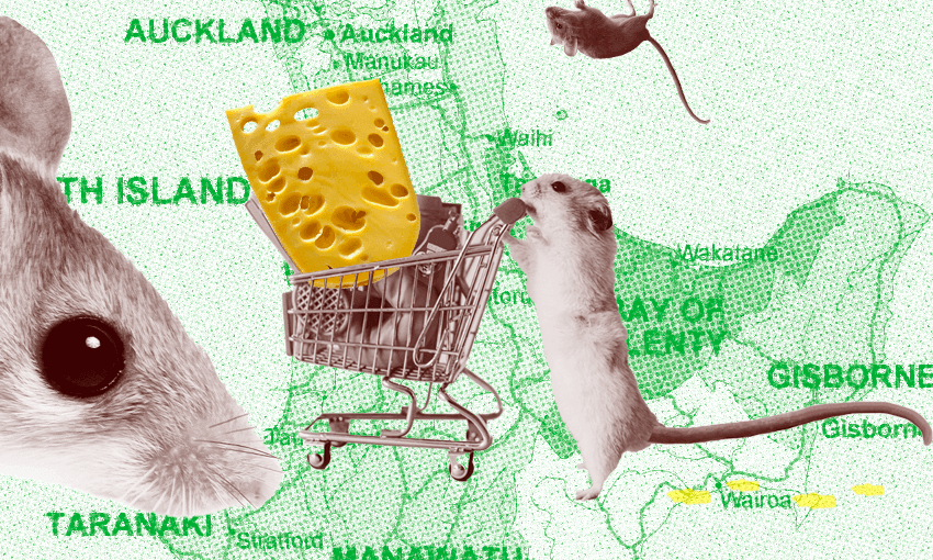 Rat tracker: An interactive map of supermarket rodent sightings in NZ | The  Spinoff