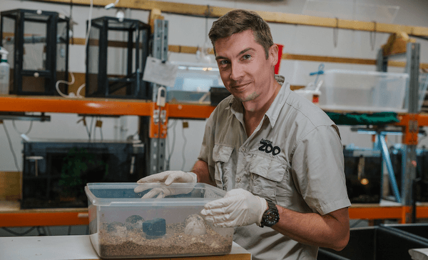 Nick Reynolds checking the progress of incubating Galapagos tortoise eggs. (Photo: Auckland Zoo) 
