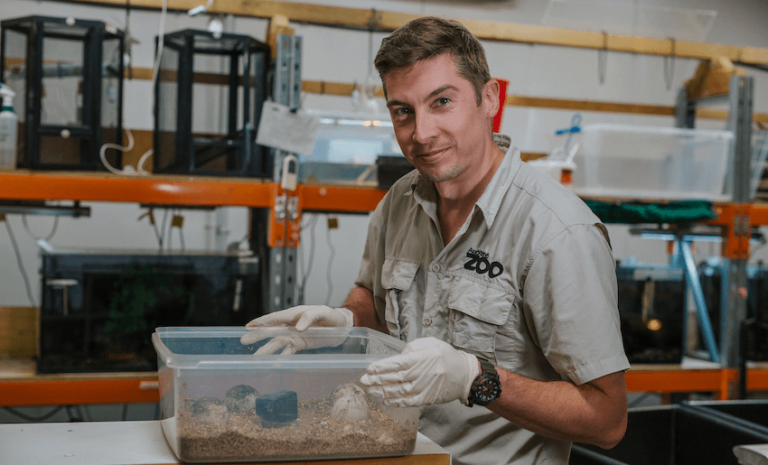 Nick Reynolds checking the progress of incubating Galapagos tortoise eggs. (Photo: Auckland Zoo)