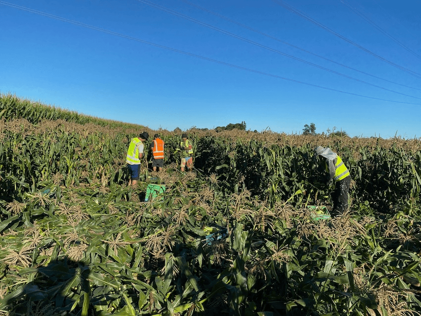 a sunny day with piles of corn and hi vis suited volunteers picking it. looks like fun but hard work