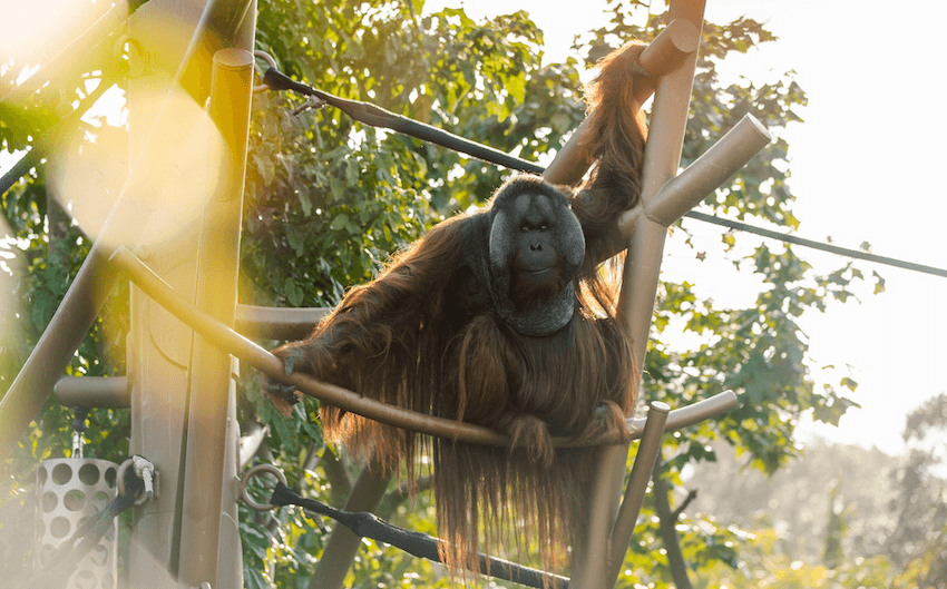 It looks so easy for the orangutans to escape Auckland Zoo. Why don’t they?
