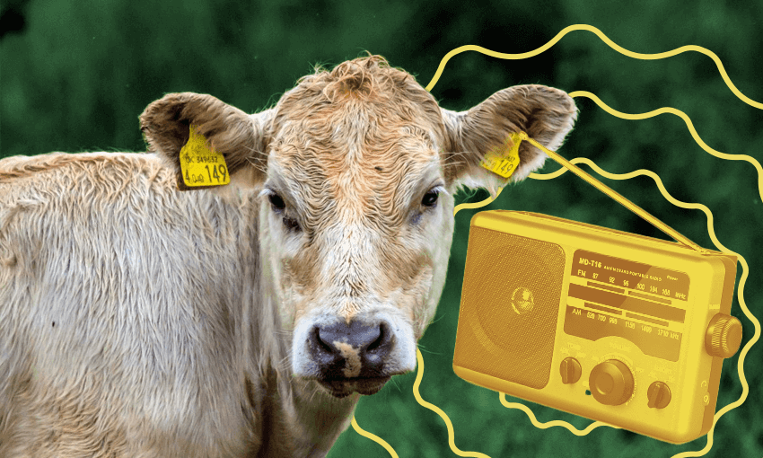 Cow-listening-to-radio.png