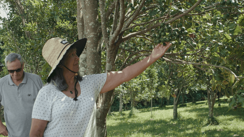 Vanessa the founder of Tōrere Macadamias surveys one of her trees.