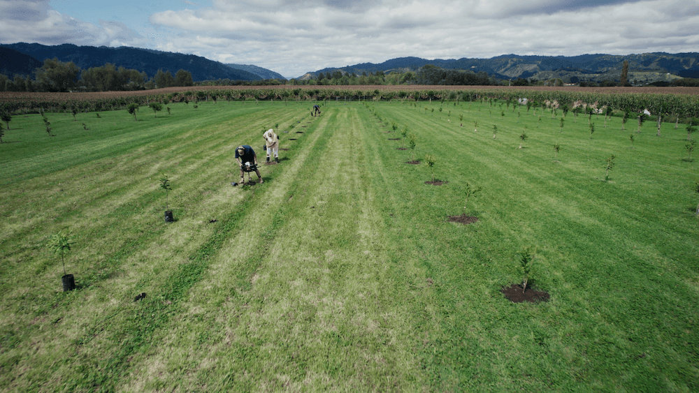 A field on a whānau Māori block which the Mātaatua Macadamia Collective is planting.