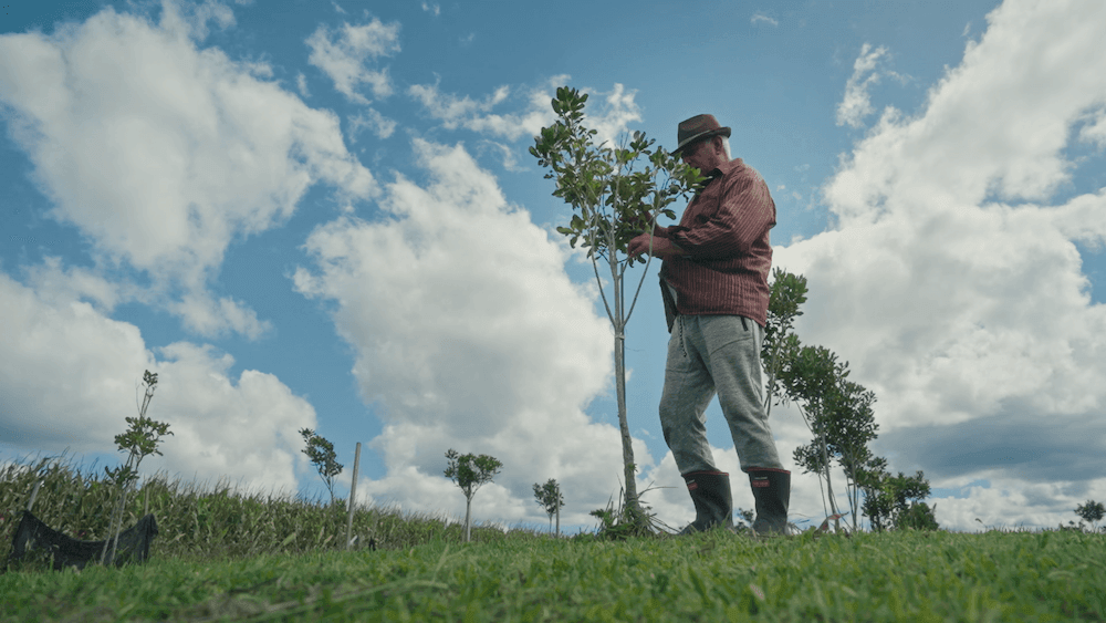 Hemana Waaka surveys a semi-mature macadamia tree about his heighton his family's land block at Ruatoki.