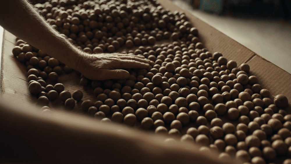 Some of the Tōrere Macadamias crop. There are hundreds of macadamias nuts in the photo.