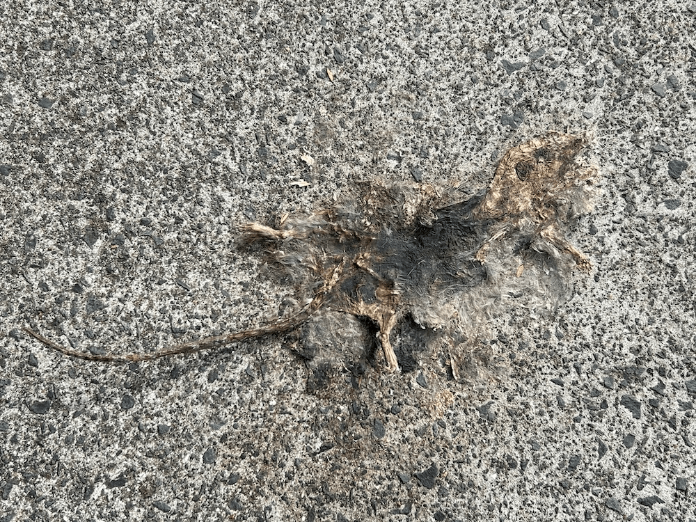 Stanley the dead rat pancaked on the concrete.