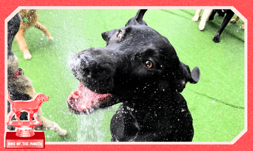 Coltrane, who loves water at daycare but not at home (Image: Pets in the City) 
