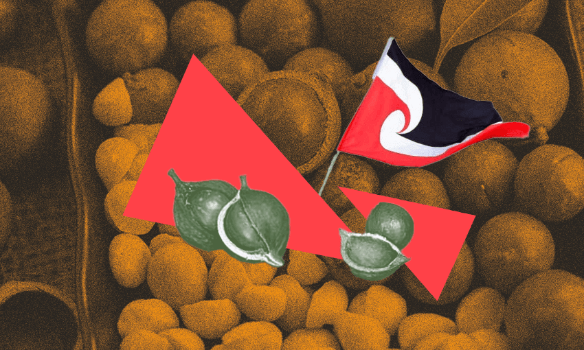 A tino rangatiratanga flag coming out of some macadamia nuts.