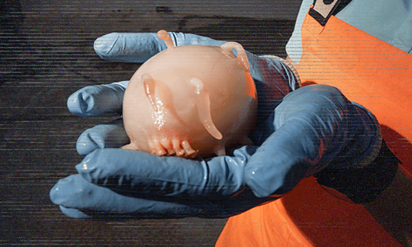 Aotearoa’s latest sea pig. (Photo: NIWA/Rebekah Parsons-King with additional treatment by The Spinoff) 
