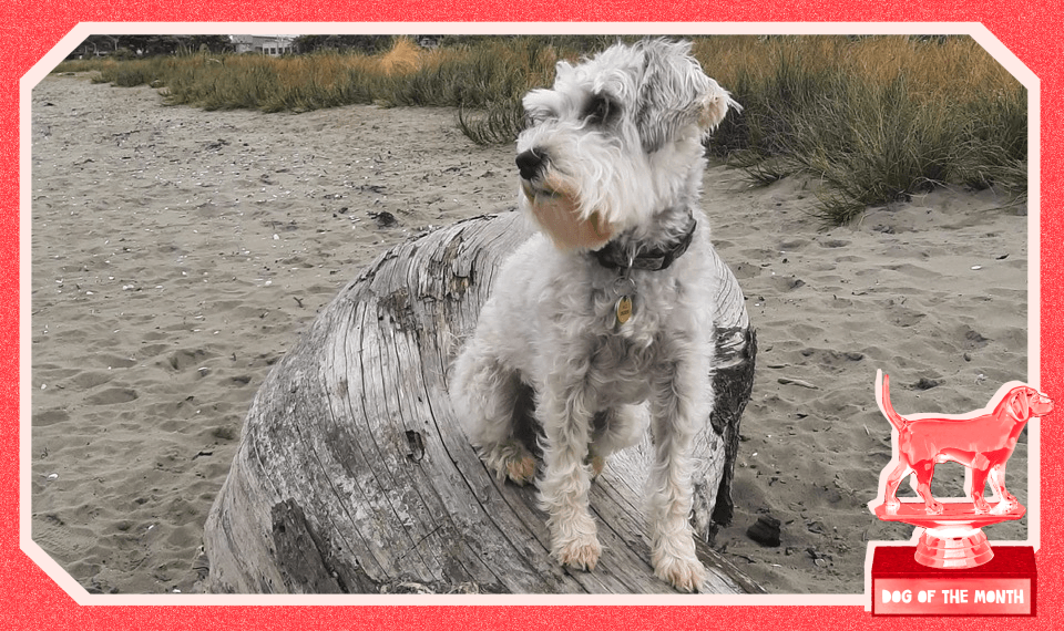 Scout, an independent girl who is definitely judging you (Image: Avril Macfarlane) 
