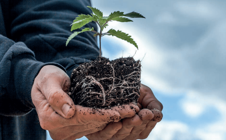 Homegrown cannabis