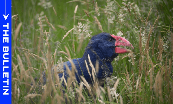 The takahē was chosen for an avian influenza vaccine trial (Image: Getty) 
