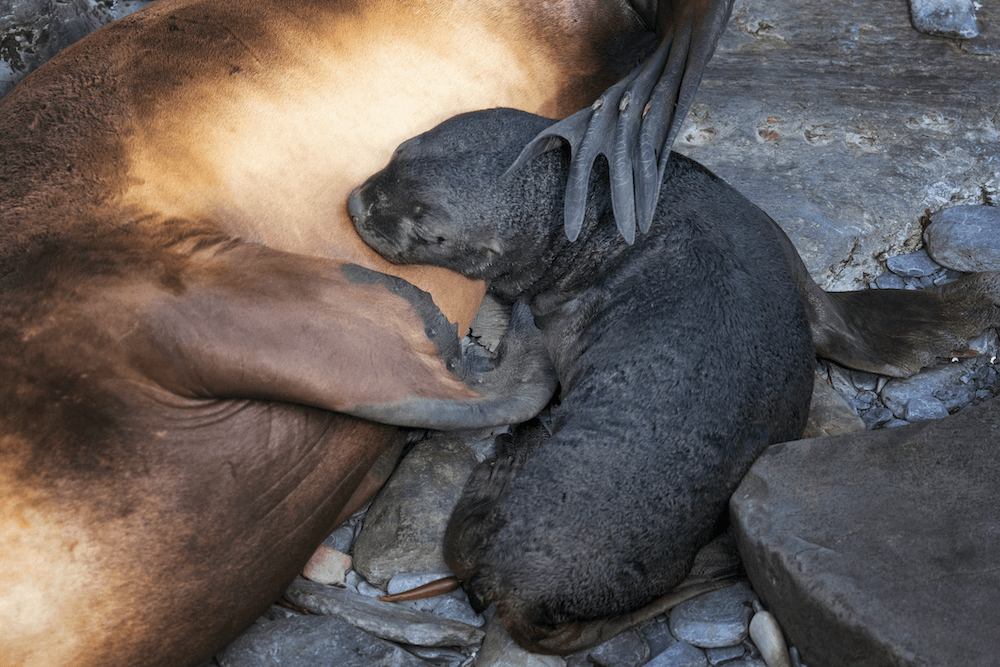 Sea Lion Pup Cuddling with Mom at Sea Lion Island, Falkland Islands