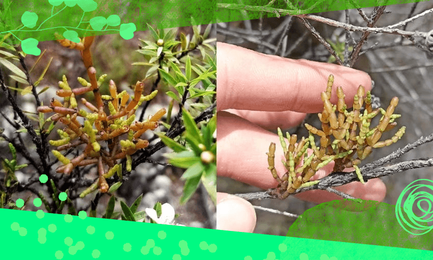 The leafless native dwarf mistletoe growing on mānuka in the wild (Left photo: titine via iNaturalist NZ (CC BY 4.0). Right photo: Oscar Dove via iNaturalist (CC BY 4.0)) 
